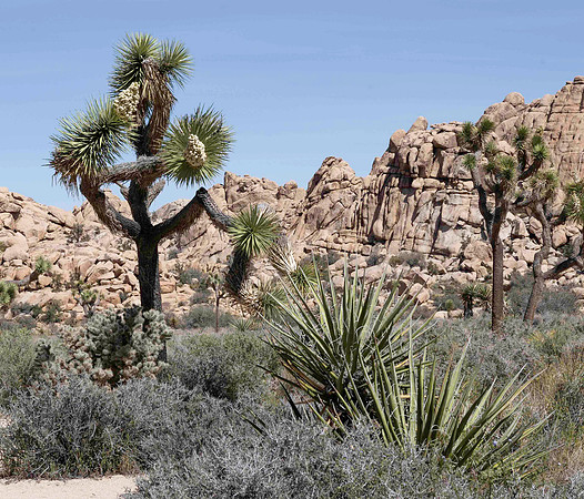 PalmSprings_2026 (35 of 60)