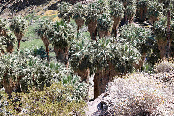 PalmSprings_2026 (58 of 60)