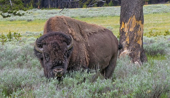 Wyoming_2026 (163 of 173)