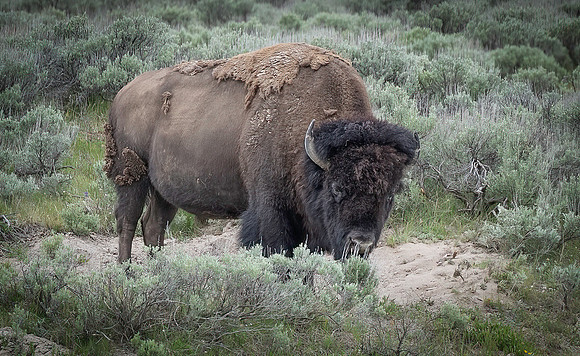 Wyoming_2026 (165 of 173)