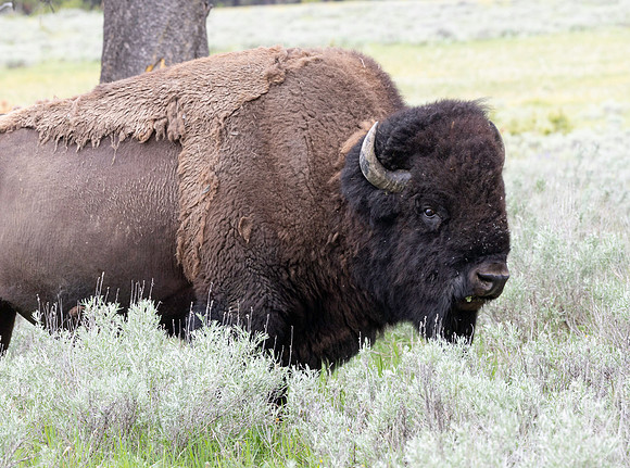 Wyoming_2026 (47 of 173)