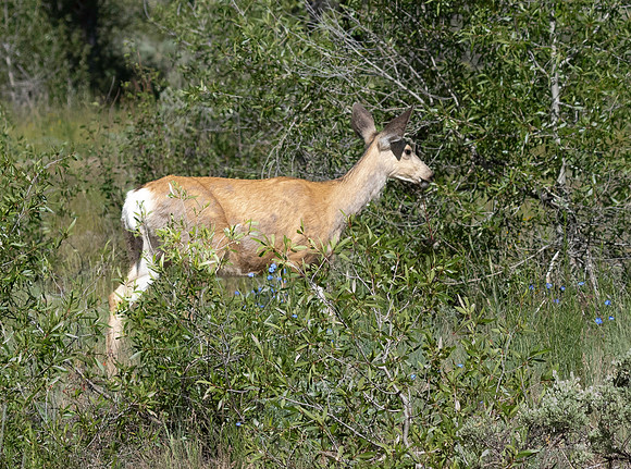 Wyoming_2026 (131 of 173)