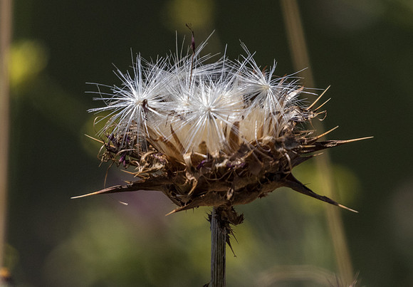3Y9A4185.jpg