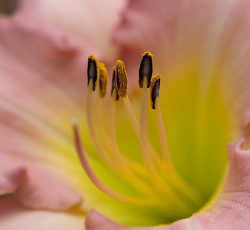 Daylilies (18 of 38)