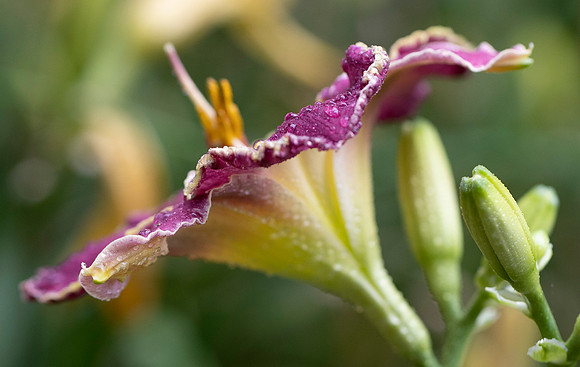 Daylilies (31 of 38)
