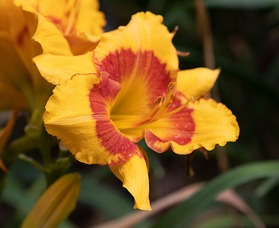 Daylilies (28 of 38)