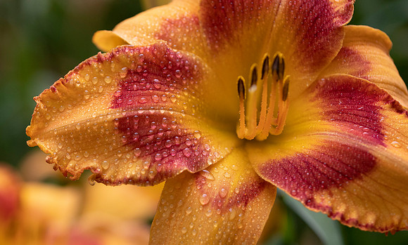 Daylilies (33 of 38)