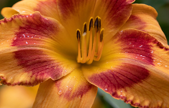 Daylilies (32 of 38)