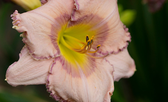 Daylilies (20 of 38)