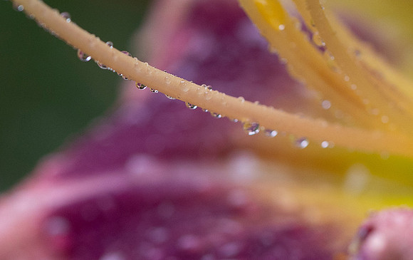 Daylilies (26 of 38)