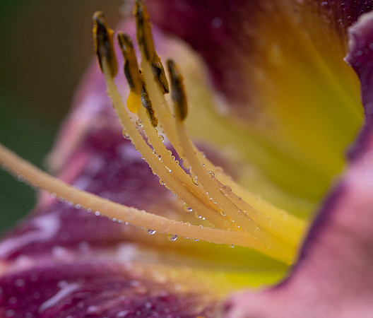 Daylilies (25 of 38)