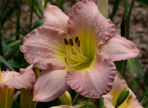 Daylilies (35 of 38)