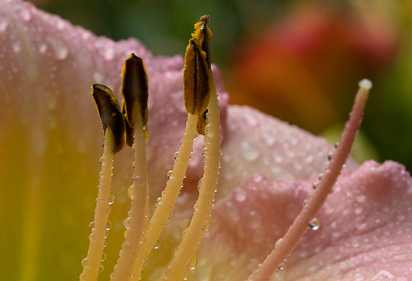 Daylilies (34 of 38)