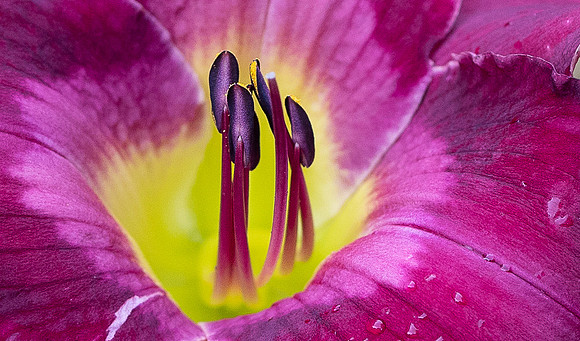 Daylilies (6 of 38)