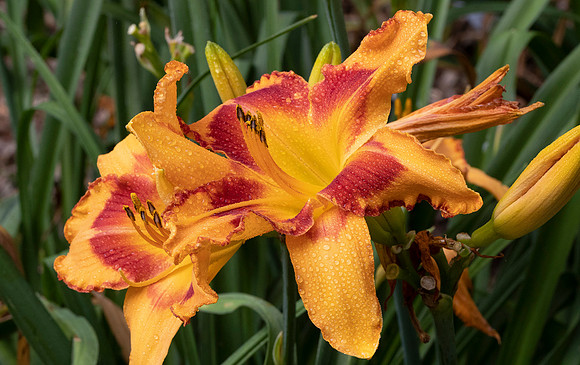 Daylilies (36 of 38)